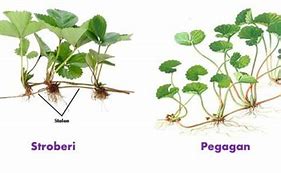 Tumbuhan Berikut Yang Berkembang Biak Dengan Stolon Adalah